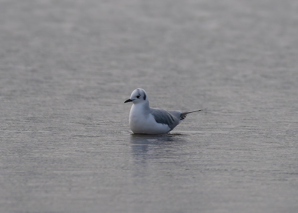 Bonaparte's Gull - ML646467104