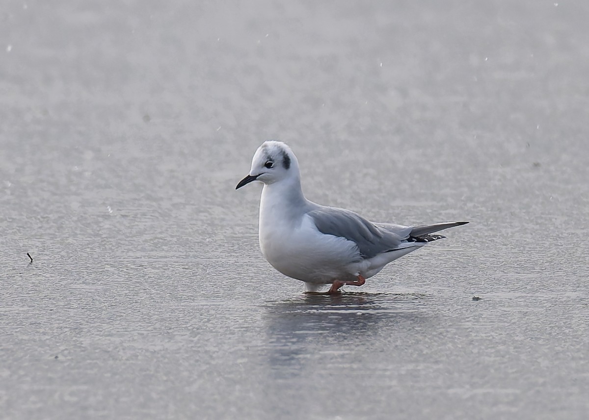 Bonaparte's Gull - ML646467105
