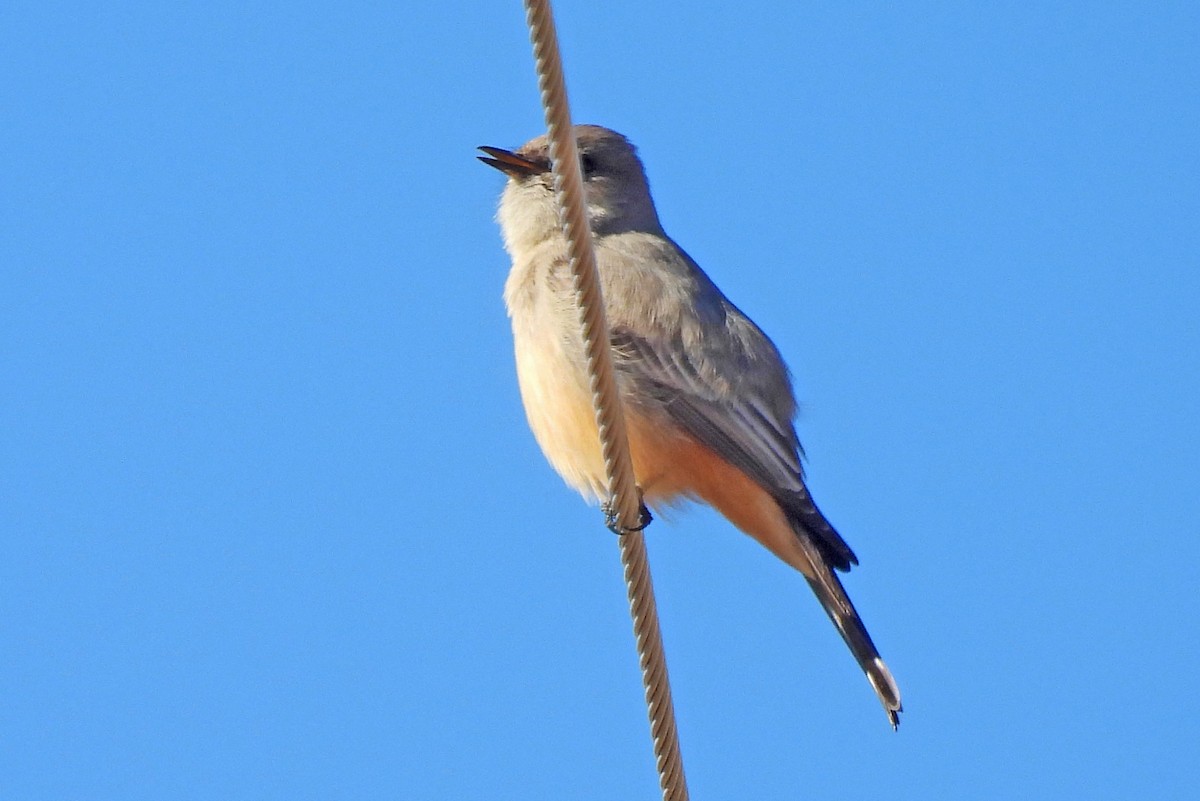 Say's Phoebe - ML646467112