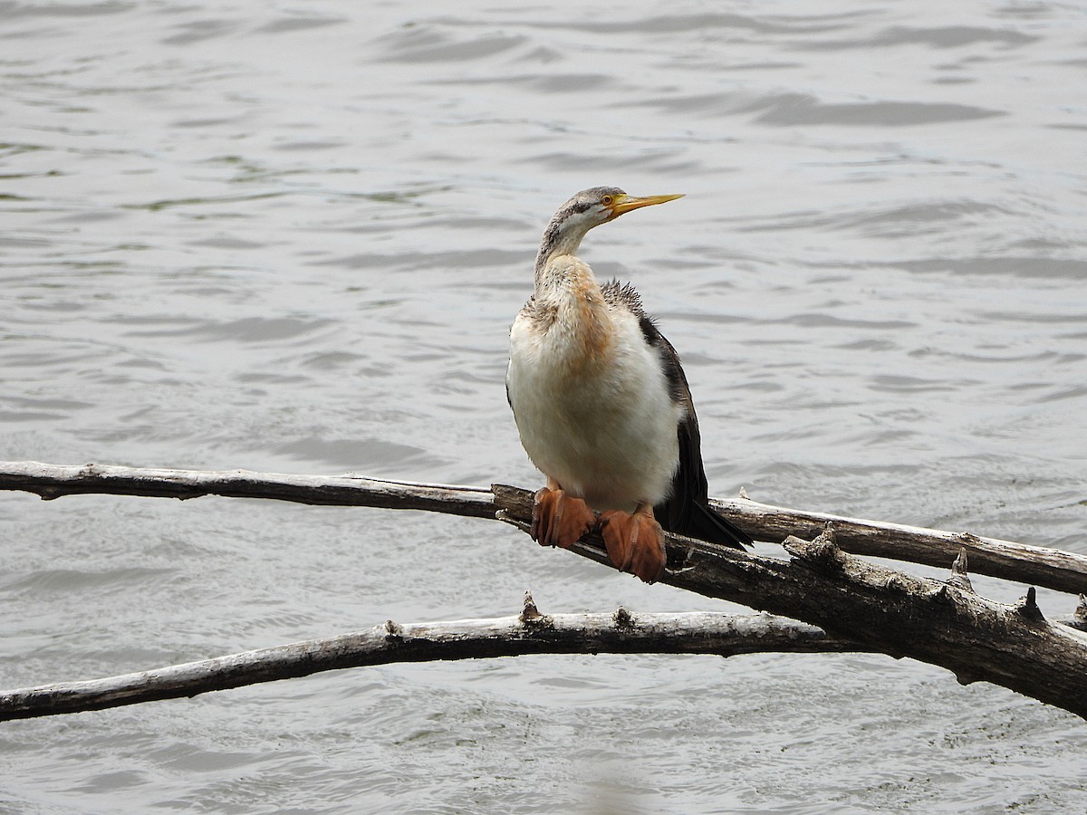 Austral-Schlangenhalsvogel - ML646467113