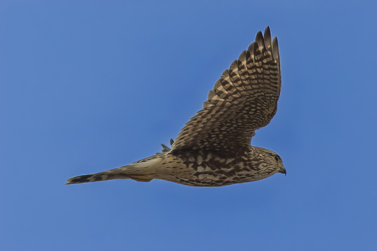 Merlin - ML646467114