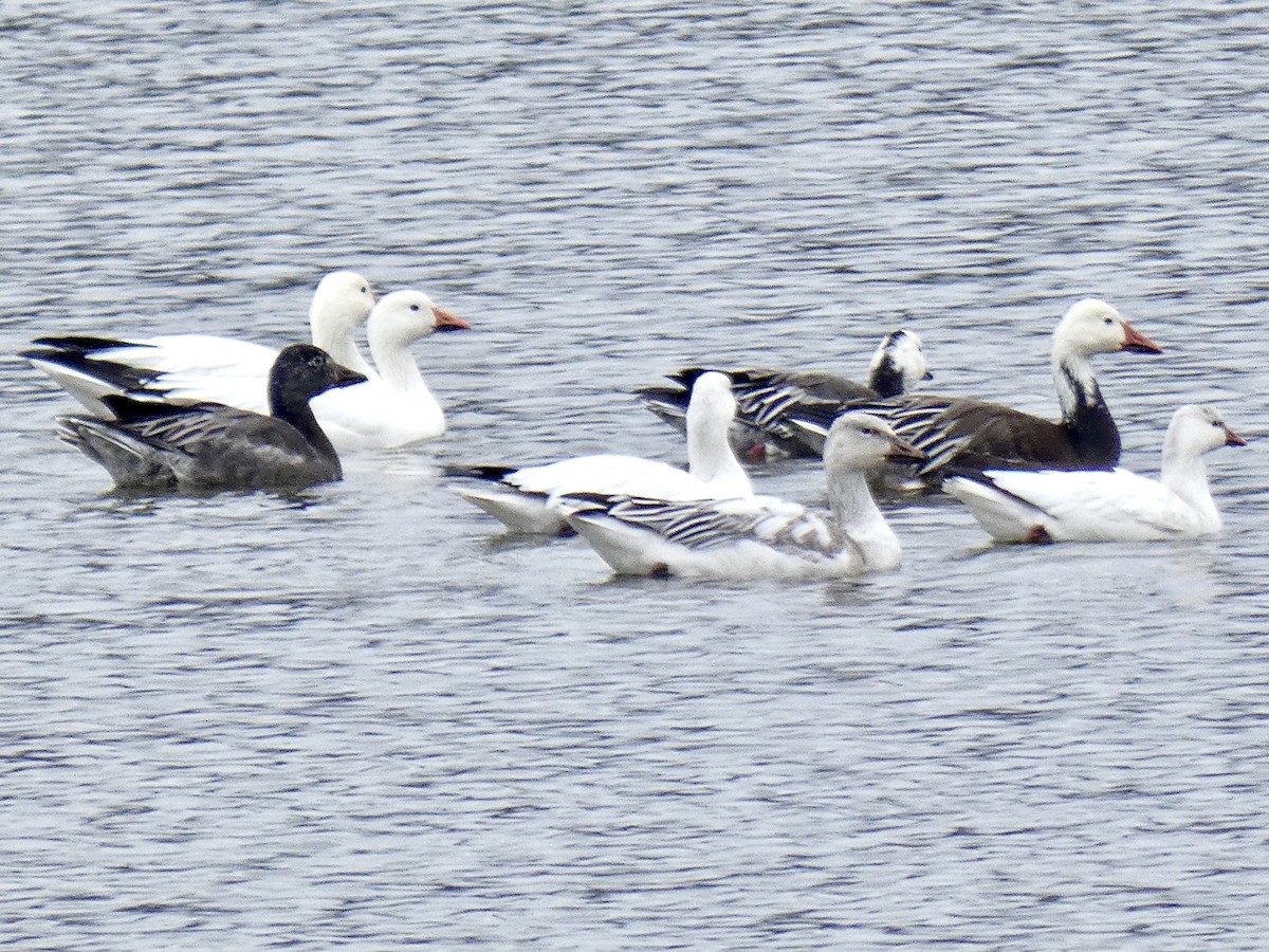 Snow Goose - ML646467115