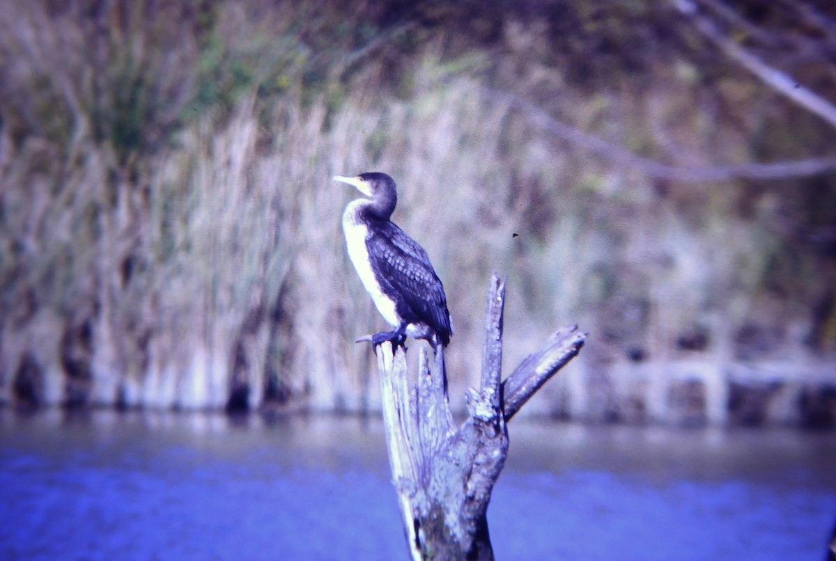 Great Cormorant - ML646467118