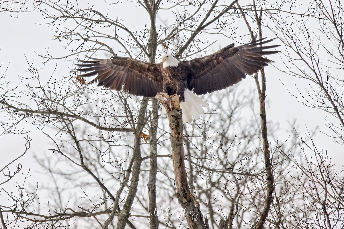 Bald Eagle - ML646467119