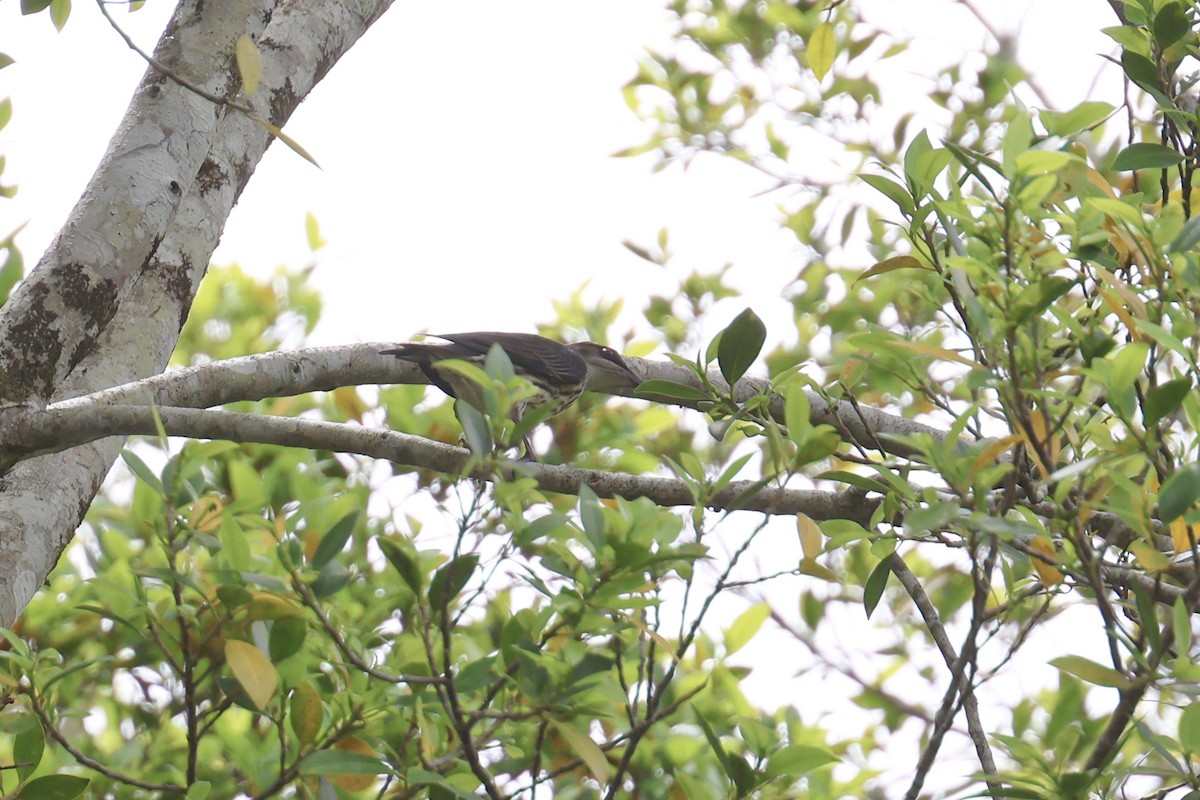 Metallic Starling - ML646467120