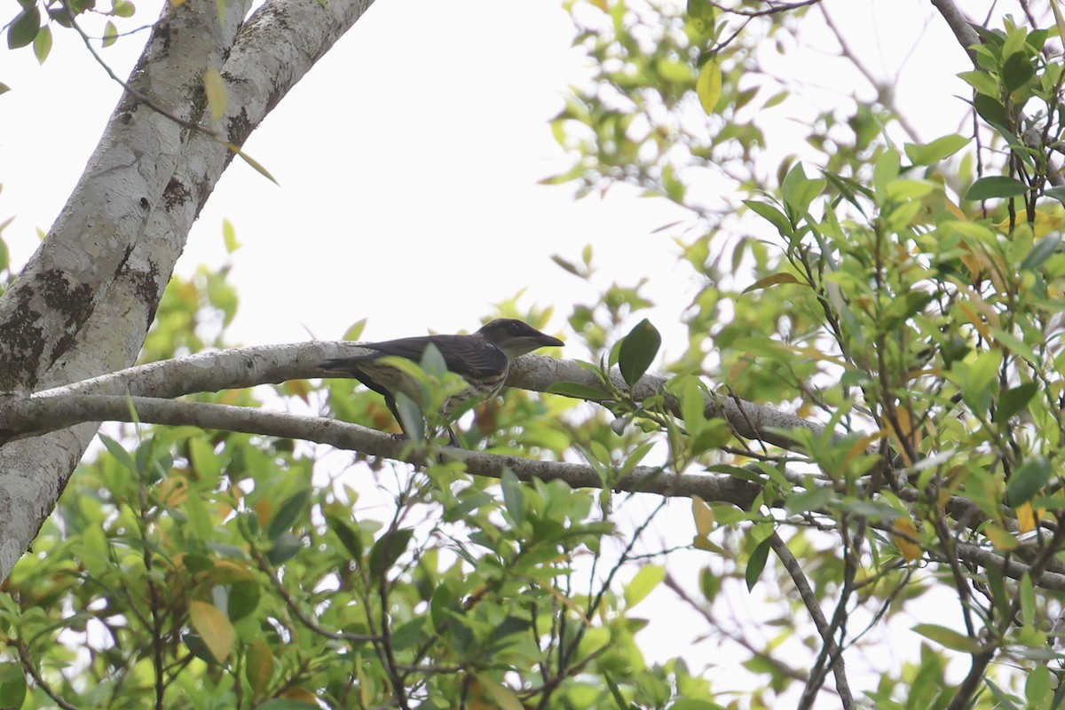 Metallic Starling - ML646467121