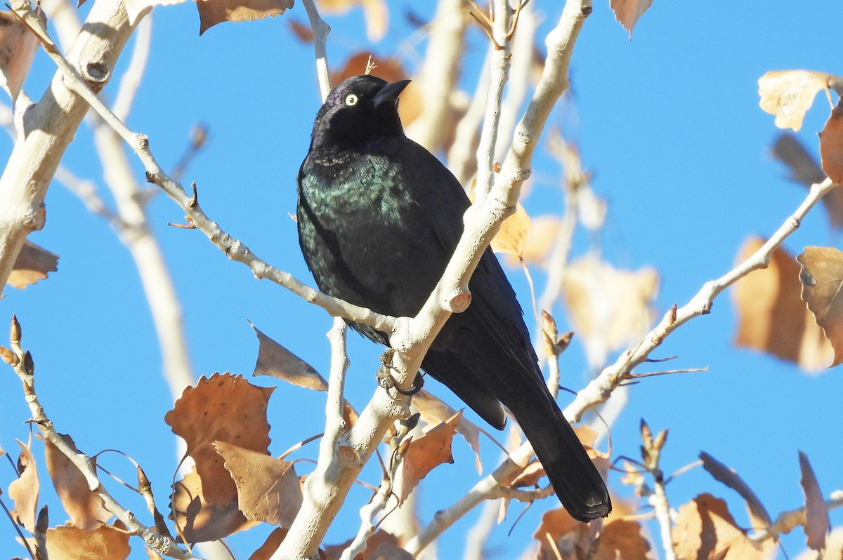 Brewer's Blackbird - ML646467123