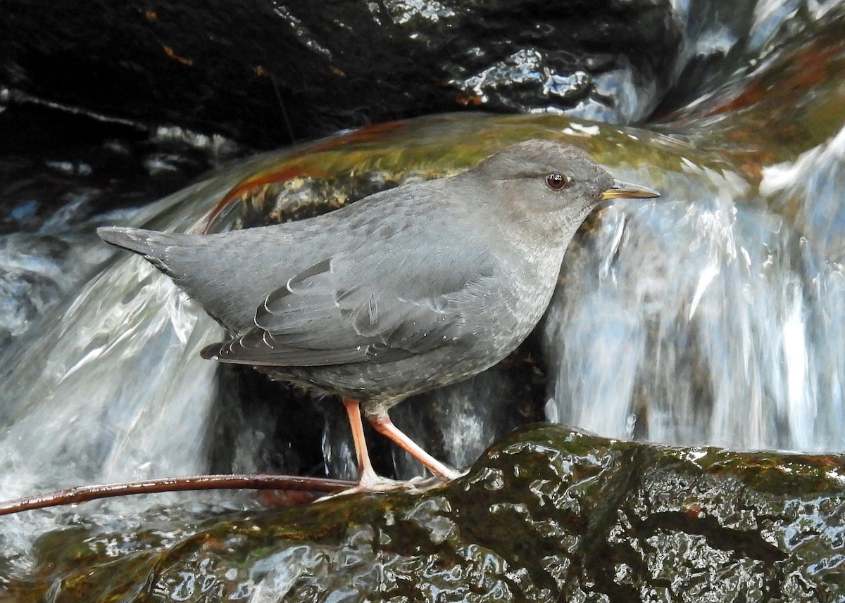 gråfossekall - ML646467124