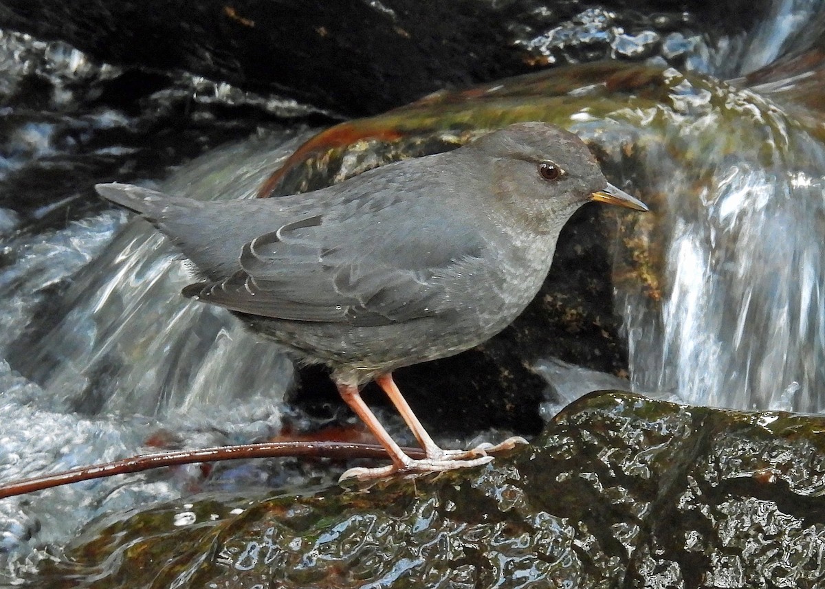 gråfossekall - ML646467126