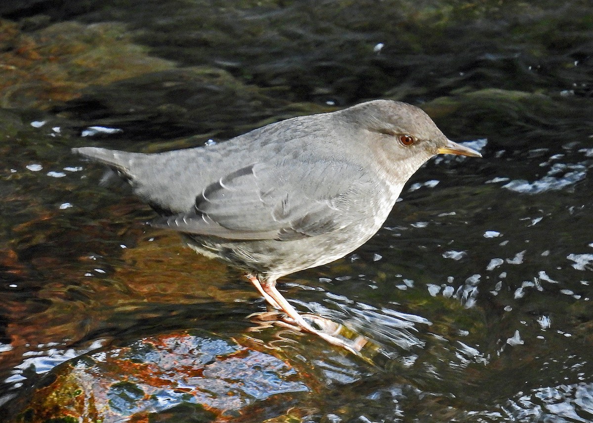 gråfossekall - ML646467127