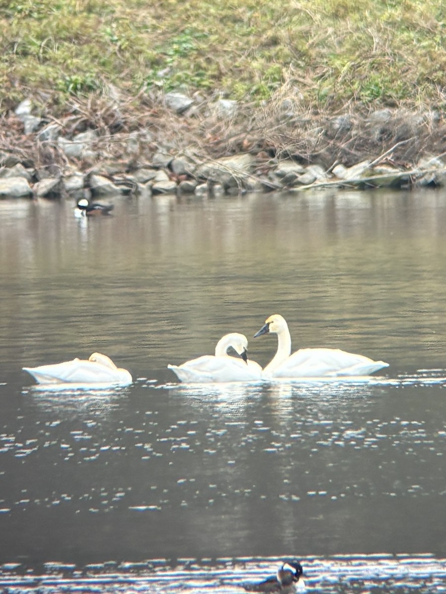 Tundra Swan - ML646467140