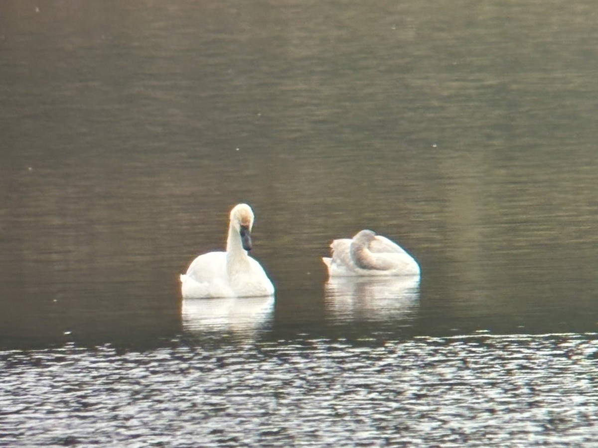 Tundra Swan - ML646467142