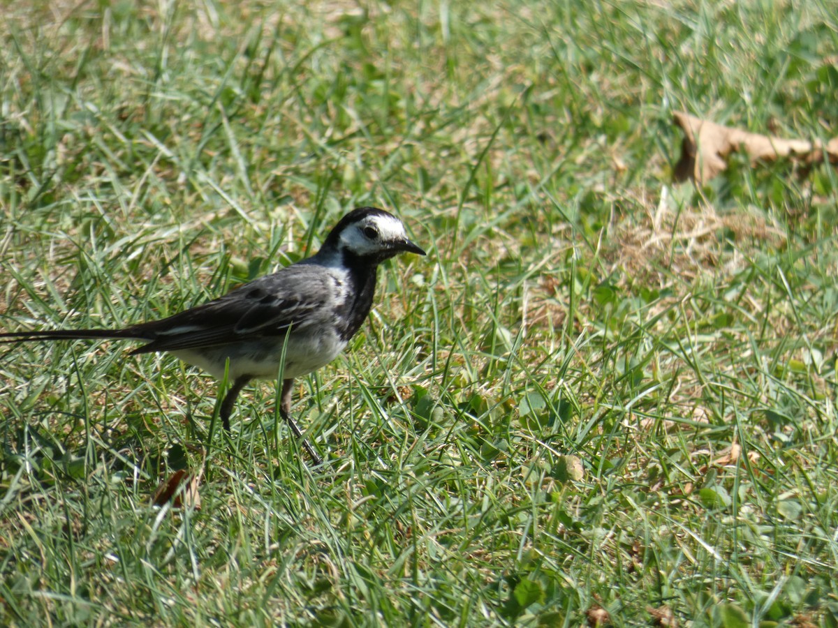 נחליאלי לבן (לבן-פנים) - ML646467143