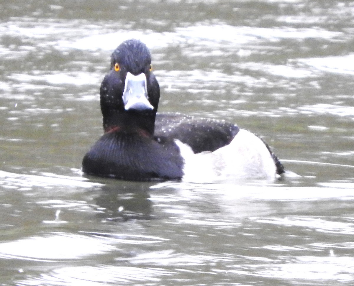 環頸潛鴨 - ML646467144