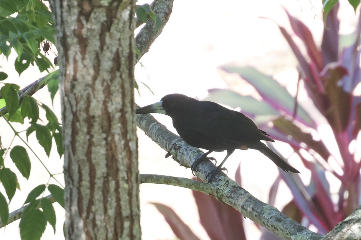 Black Butcherbird - ML646467145