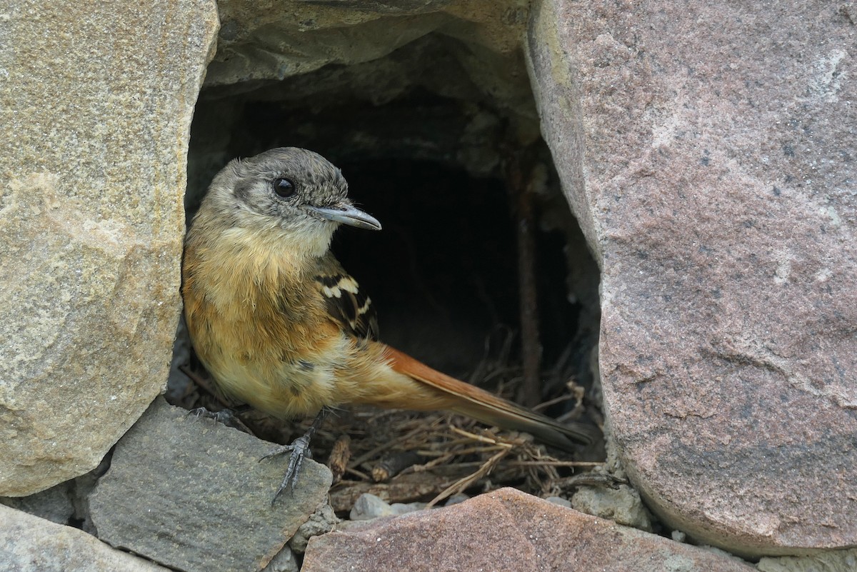 White-winged Black-Tyrant - ML646467147