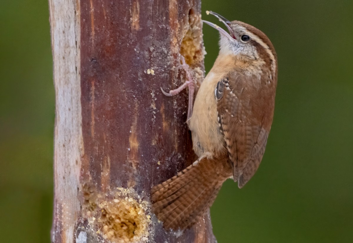 チャバラマユミソサザイ - ML646467150