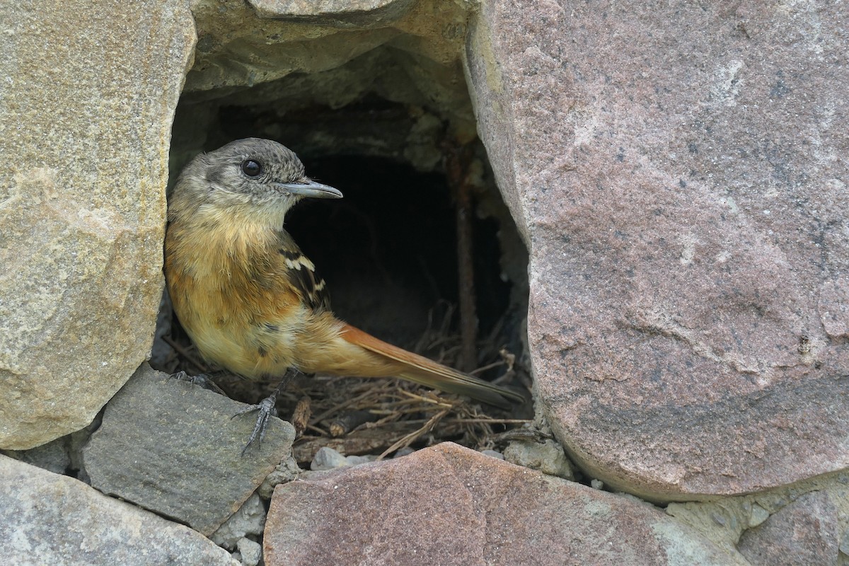 White-winged Black-Tyrant - ML646467151