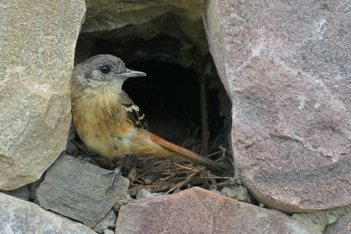 White-winged Black-Tyrant - ML646467152