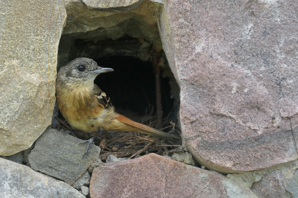 White-winged Black-Tyrant - ML646467153