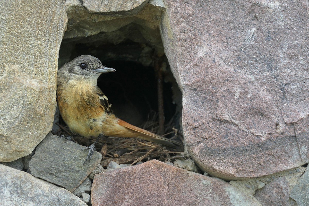 White-winged Black-Tyrant - ML646467154