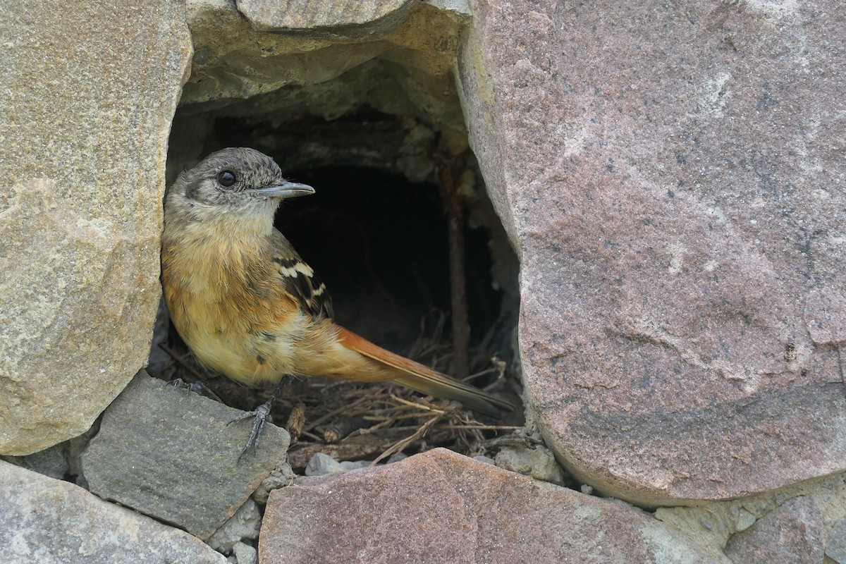 White-winged Black-Tyrant - ML646467155
