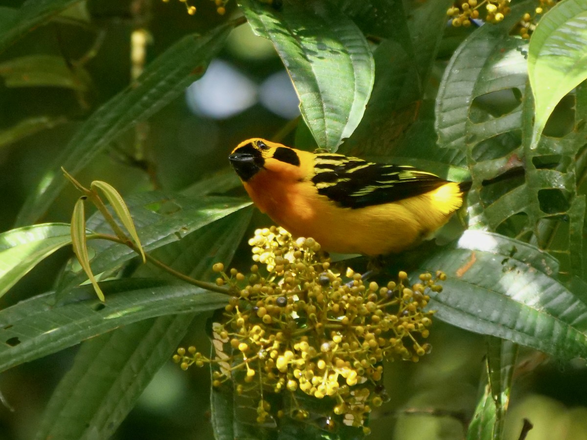 gulltanagar - ML646467160