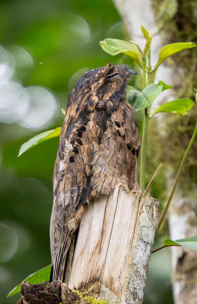 Common Potoo - ML646467162