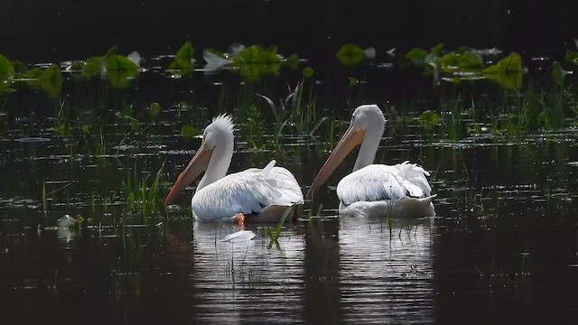 American White Pelican - ML646467163