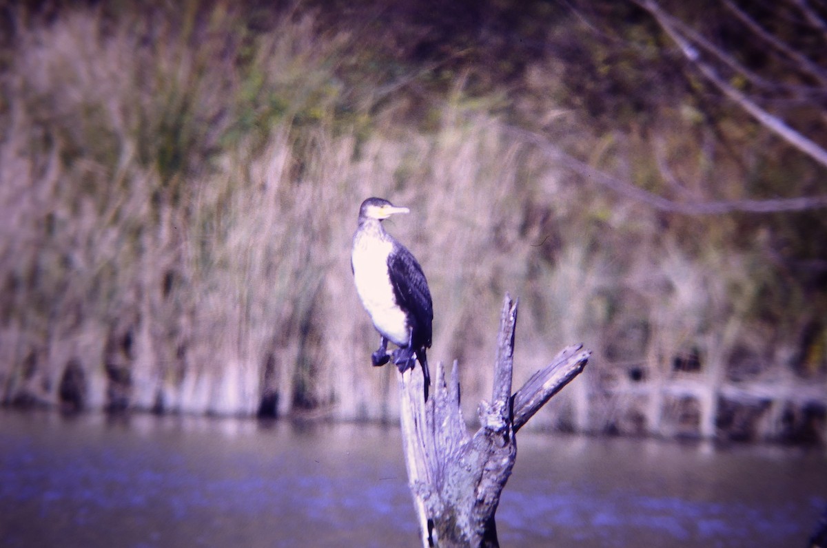 Great Cormorant - ML646467164