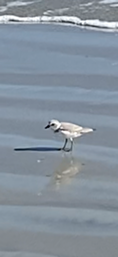 Piping Plover - ML646467165