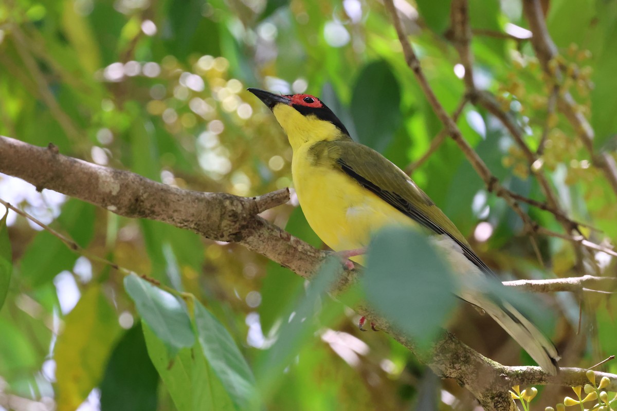 Australasian Figbird - ML646467170