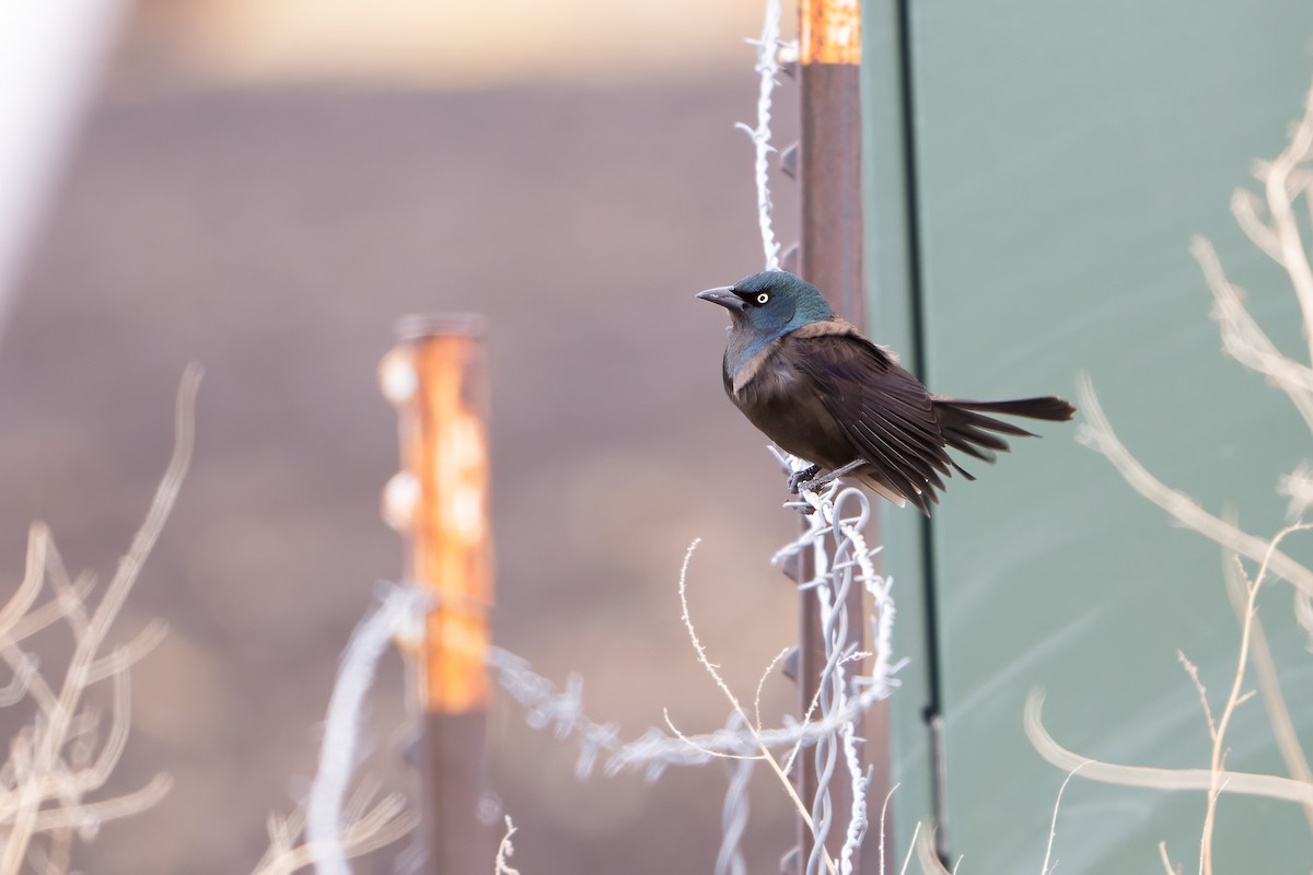 Common Grackle (Bronzed) - ML646467173