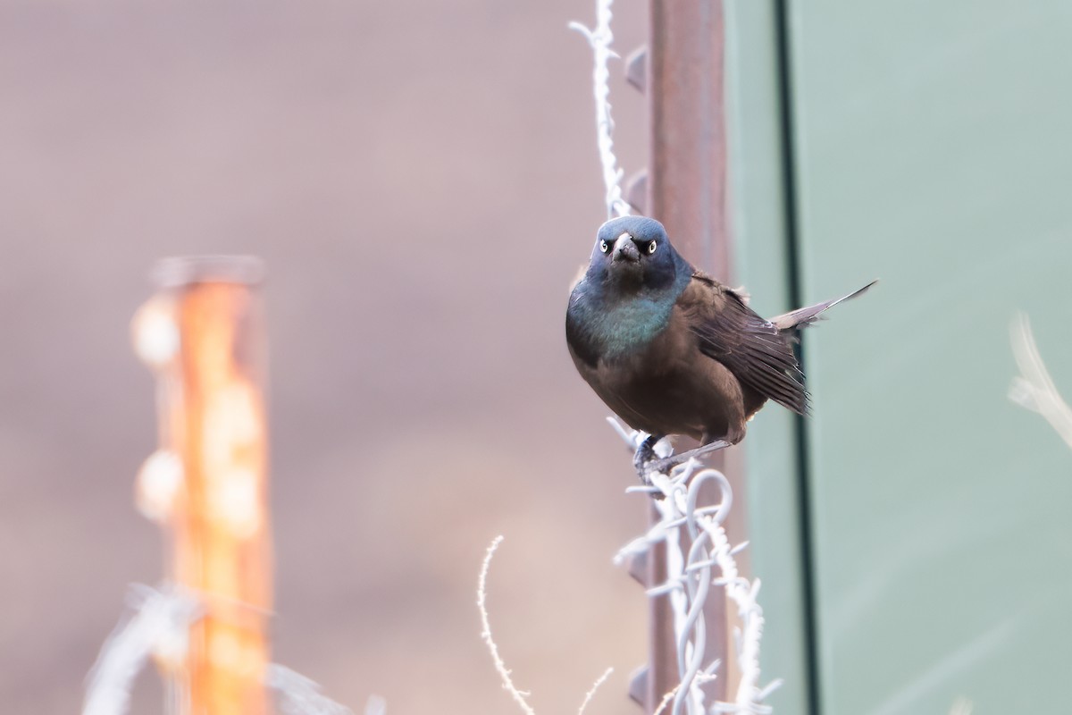 Common Grackle (Bronzed) - ML646467174