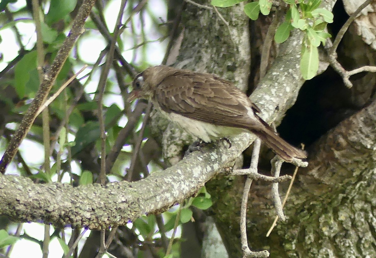 Greater Honeyguide - ML646467175