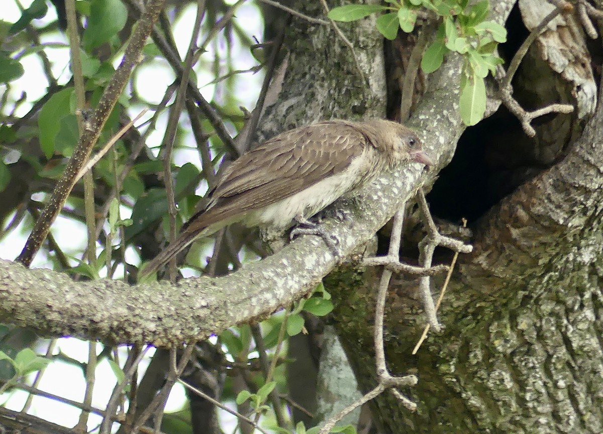 Greater Honeyguide - ML646467176