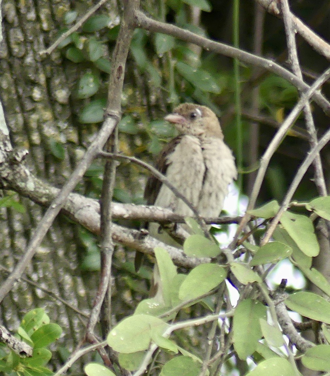 Greater Honeyguide - ML646467177