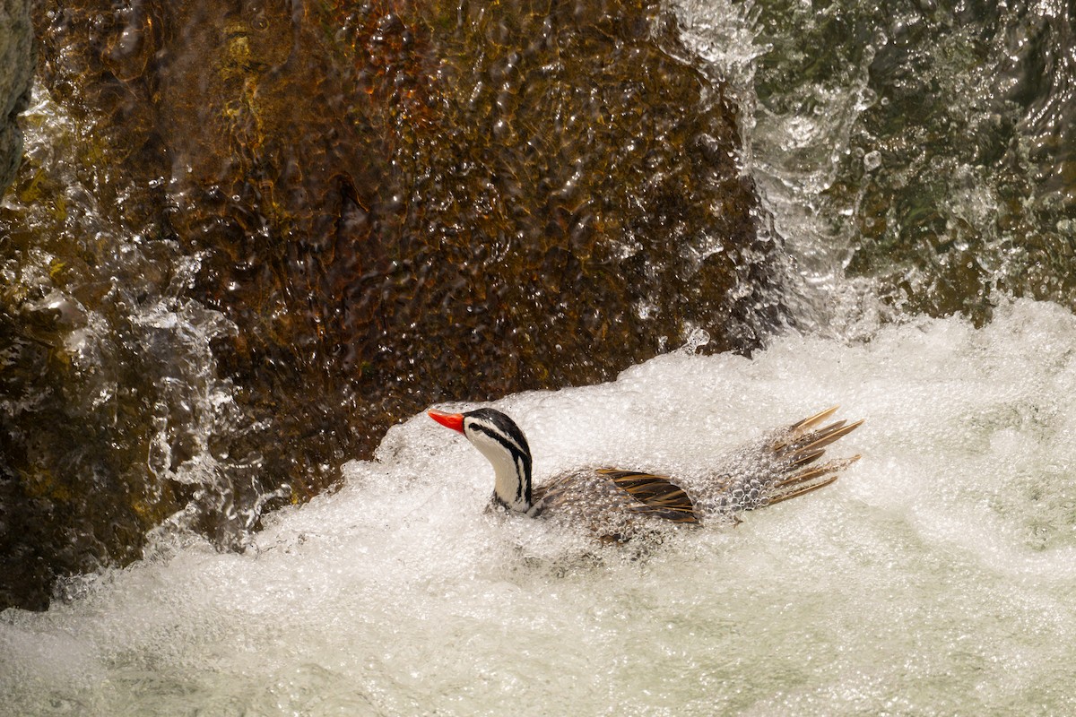 kachna bystřinná - ML646467182