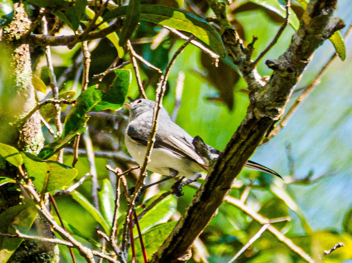 Blue-gray Gnatcatcher - ML646467186