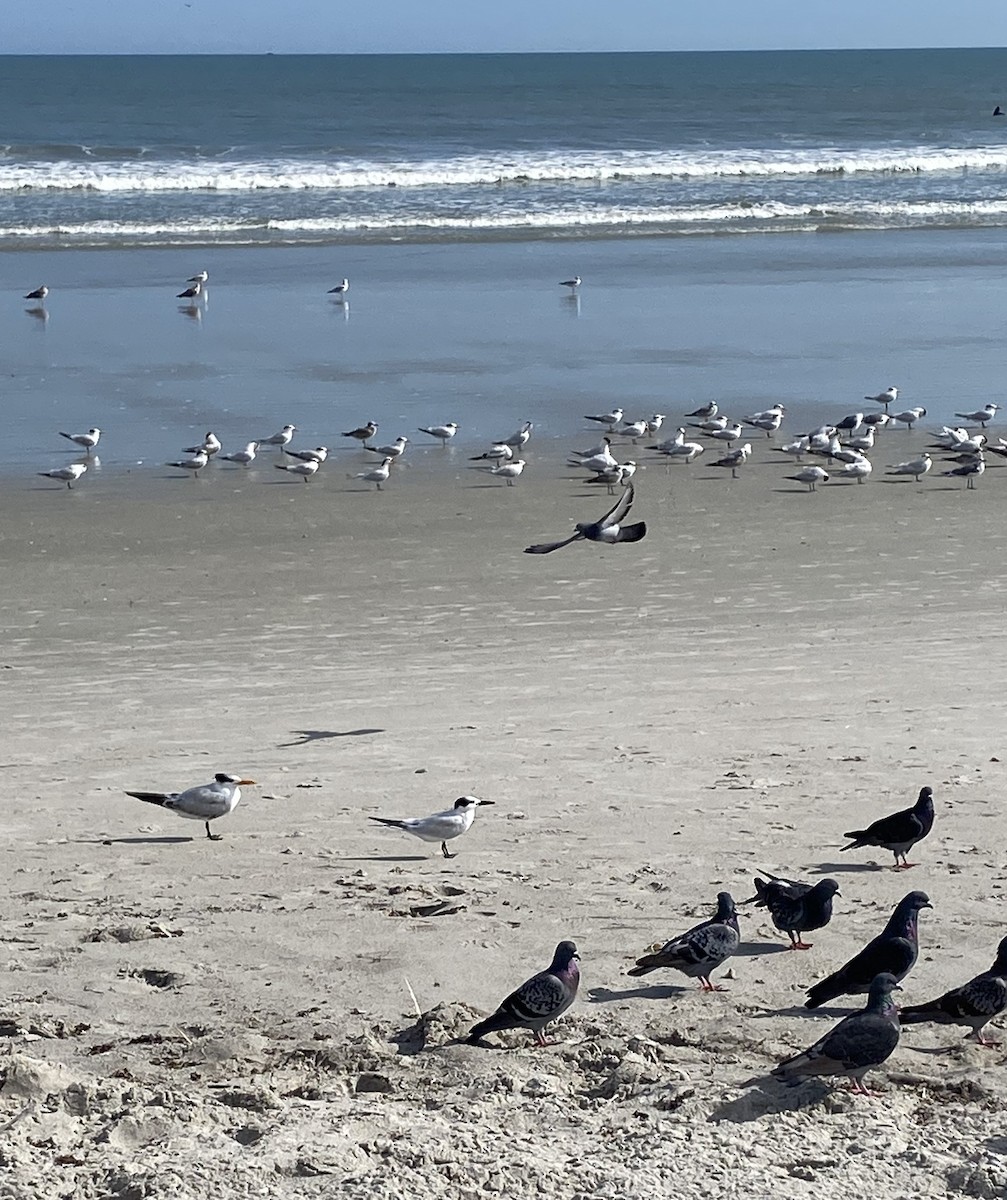 Sandwich Tern - ML646467187