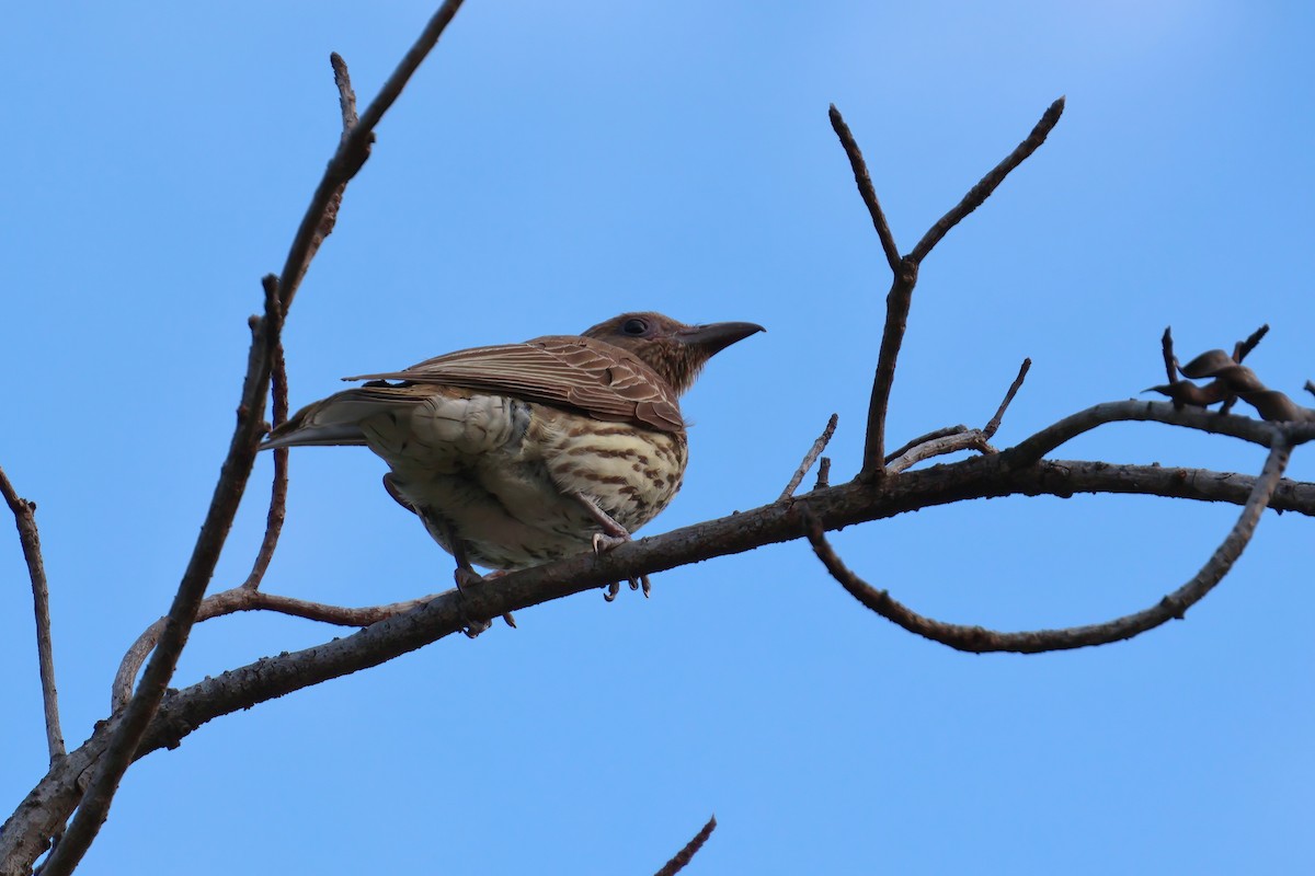 Australasian Figbird - ML646467188