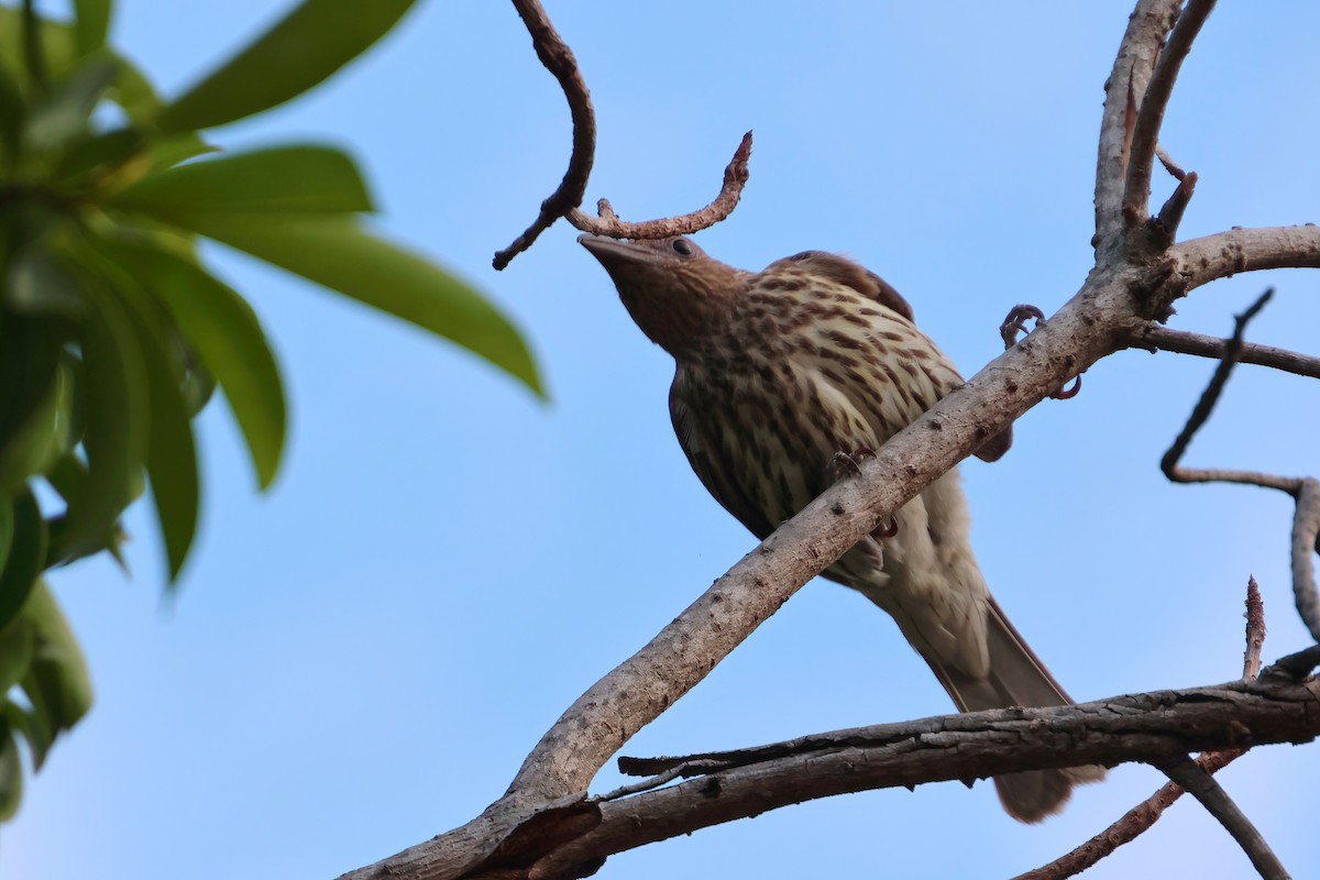 Australasian Figbird - ML646467189