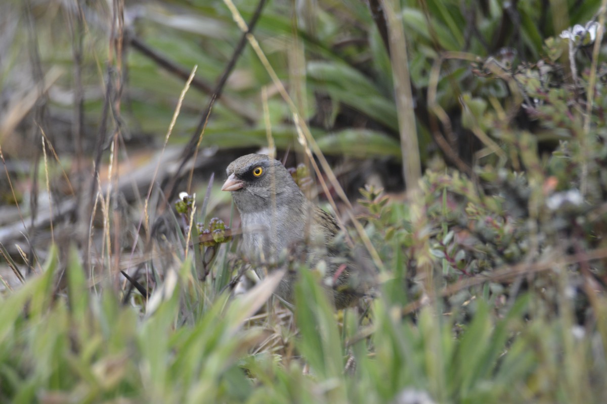 Volcano Junco - ML646467190
