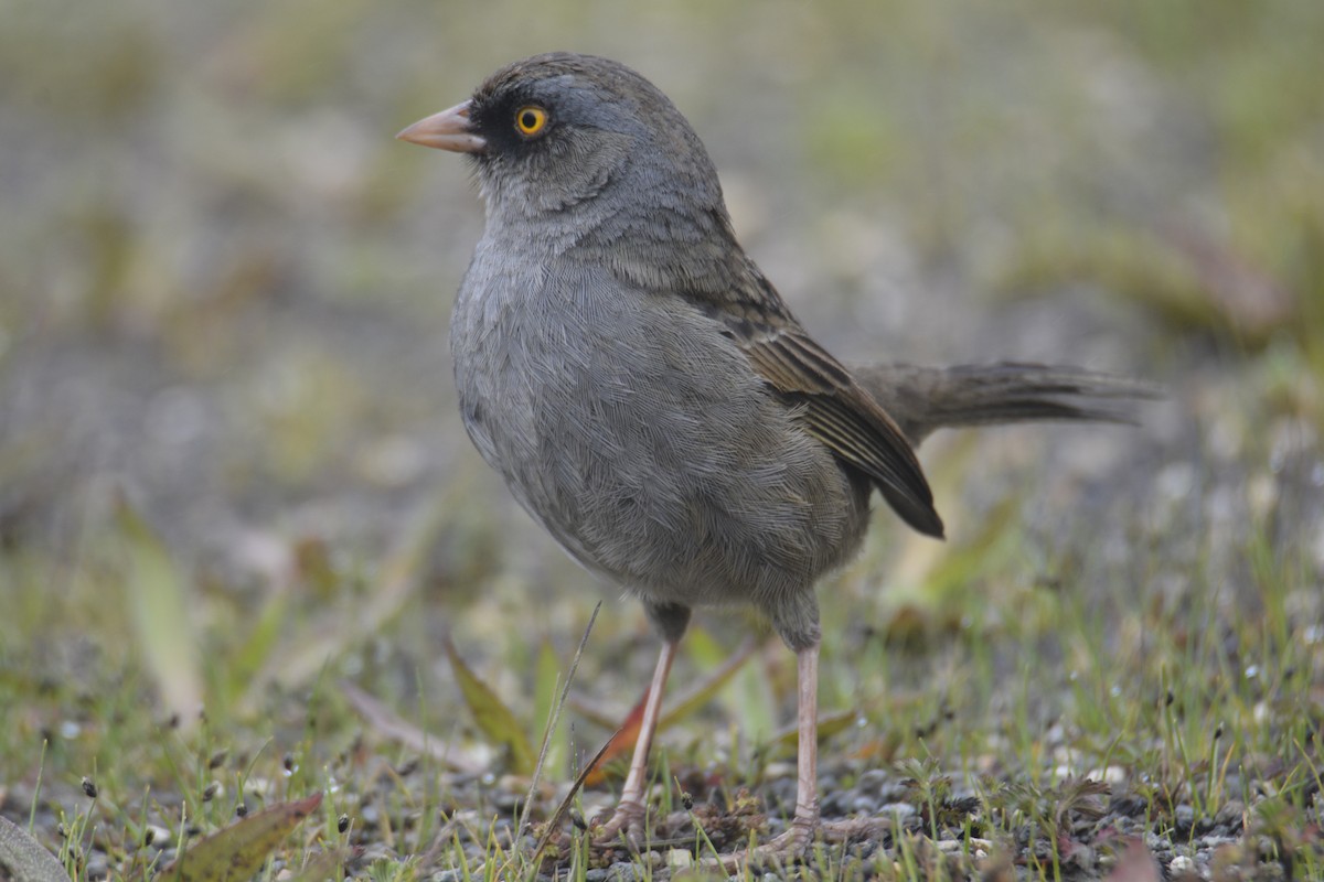 Volcano Junco - ML646467191