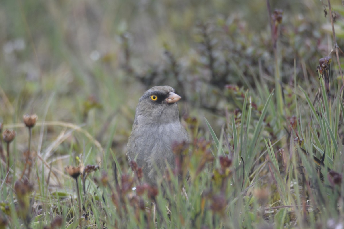 Volcano Junco - ML646467192