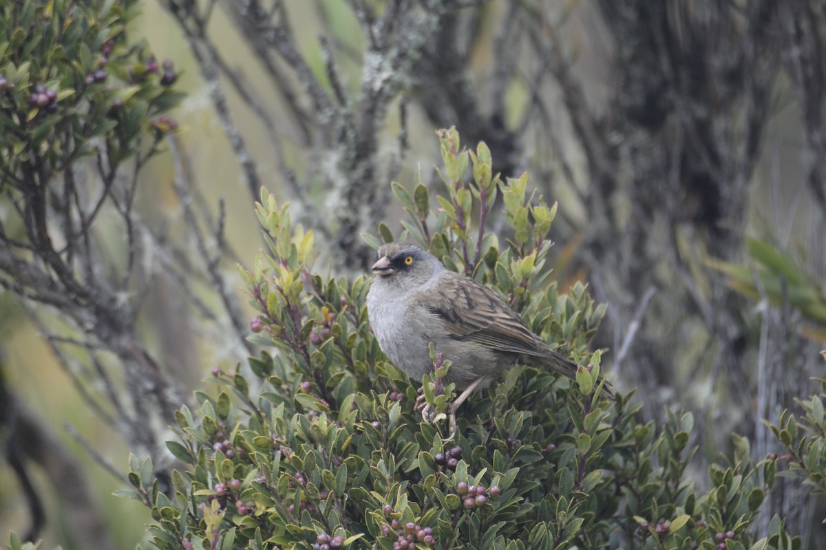 Volcano Junco - ML646467193