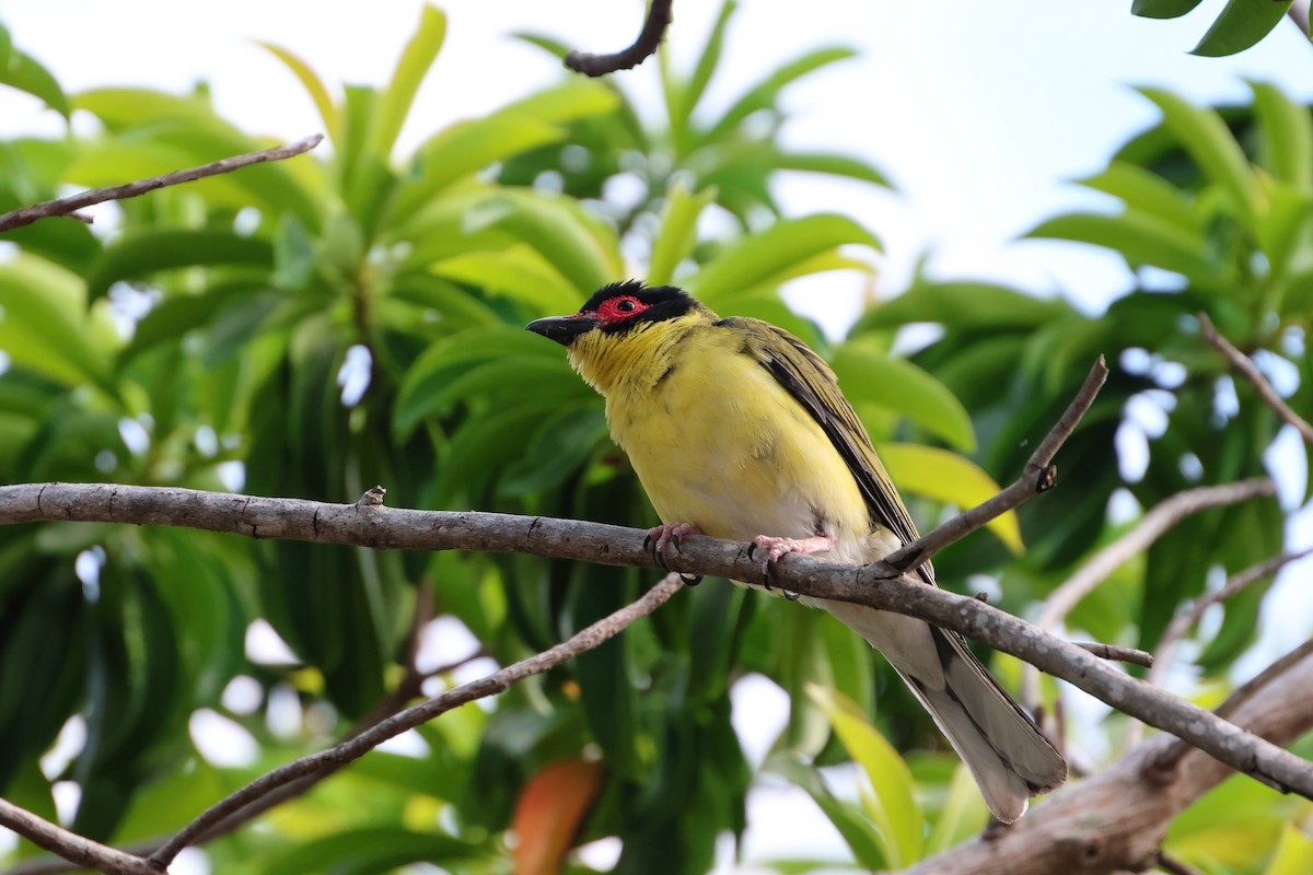 Australasian Figbird - ML646467194