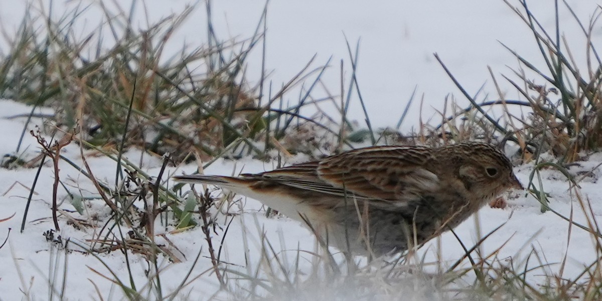 Chestnut-collared Longspur - ML646467195