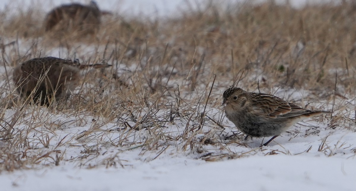 Chestnut-collared Longspur - ML646467196