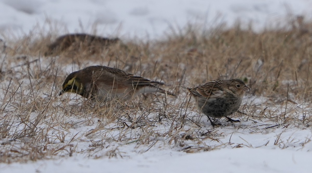Chestnut-collared Longspur - ML646467197